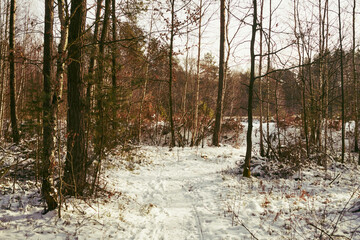 las,zima  © Marcin Łazarczyk