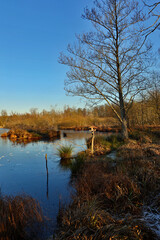 La palude di Cazzago Brabbia (Varese) - Un importante luogo di sosta lungo il viaggio migratorio per decine di specie di uccelli e sito di nidificazione per molte specie legate all’acqua… © giupax