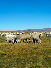 Fototapeta premium Troupeau d'alpagas paissant dans les hauts plateaux des Andes, région de Puno, Pérou