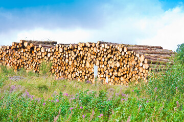 Wooden trunks stacked on one another - deforestation concept