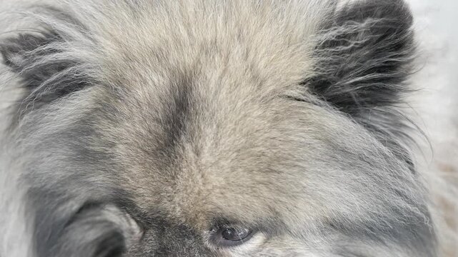 Close-up shot from above of a Keeshond (Wolfspitz) dog looking up toward the camera and briefly sticking out its tongue. Natural outdoor light, cute and curious pet behavior in a calm setting.