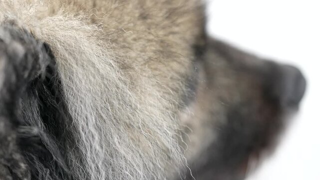 Close-up from slightly above focusing on the ear of a Keeshond (Wolfspitz) dog. Soft fur texture and subtle movement create a calm and detailed pet portrait in a neutral indoor setting.
