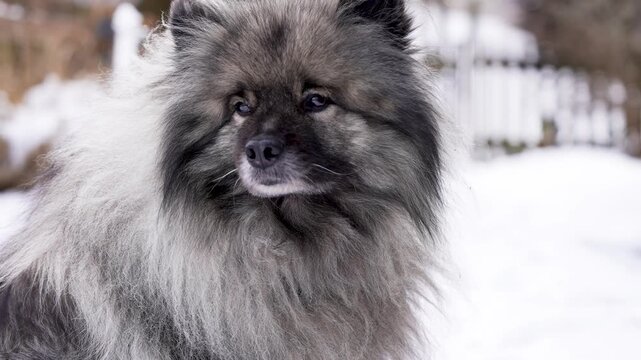 A Keeshond (Wolfspitz) dog sitting outdoors in the snow, filmed in slow motion. Thick winter coat, calm posture and cold weather atmosphere create a peaceful seasonal pet portrait.