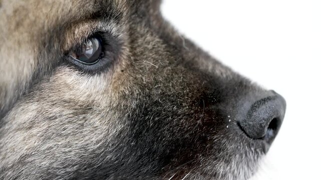 Close-up portrait of a Keeshond (Wolfspitz) dog with a gentle eye blink, showing soft fur and subtle facial expression. Calm and emotional pet moment captured in cinematic slow motion.