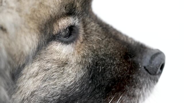 Close-up of a Keeshond (Wolfspitz) dog&rsquo;s face with focus on a gentle wink. Expressive eyes, soft fur and subtle facial movement create a cute and emotional pet portrait in slow motion.
