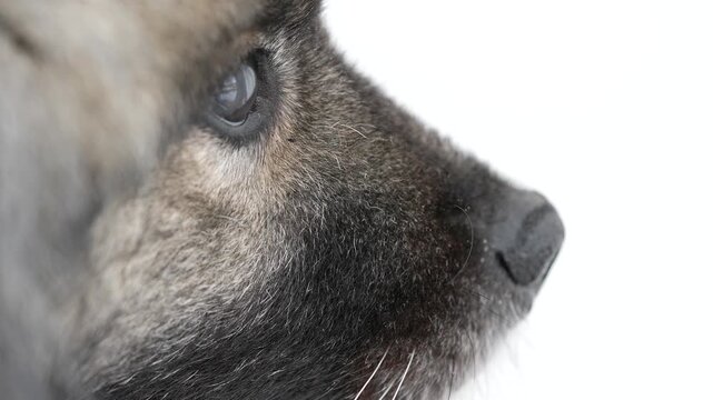 Close-up of a Keeshond (Wolfspitz) dog gently turning its head and looking away. Soft fur, calm expression and subtle movement create a natural and emotional pet portrait in slow motion.