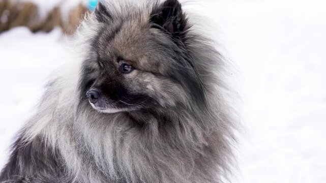 A Keeshond (Wolfspitz) dog sitting in the snow with a thoughtful, gentle expression. Slow motion winter scene showing soft fur, calm posture and a quiet, emotional outdoor atmosphere.