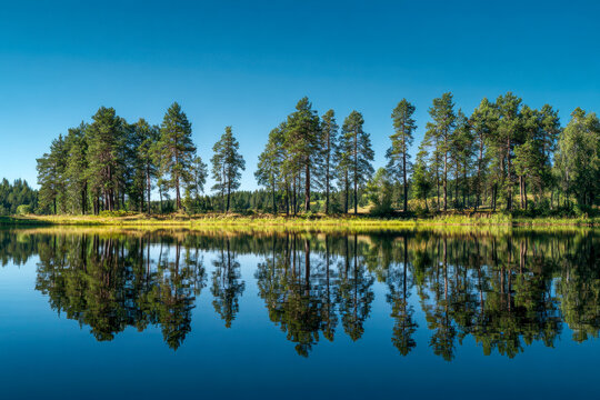 Serene landscape with tall pine trees reflecting perfectly in the calm water of a lake under a bright clear blue sky on a sunny day - Powered by Adobe