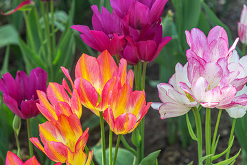 beautiful spring floral background of colorful tulips on a flowerbed in a park