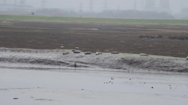 A static winter shot across a shallow river at low tide in Seal Sands Nature Reserve, County Durham. Seals rest on the far shore, with birds in the water and misty industry and pylons in the distance.