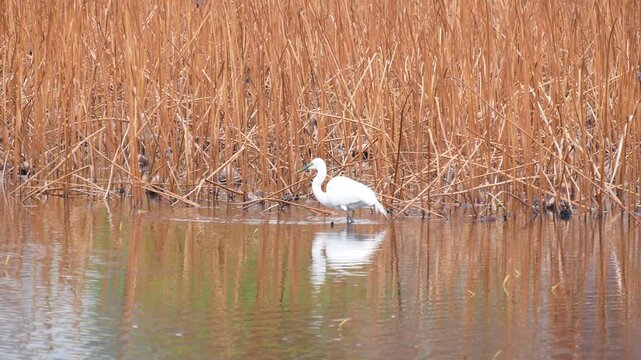 A peaceful scene featuring a white egret standing in calm, shallow water surrounded by tall brown reeds at a wetlands site in Japan, Asia