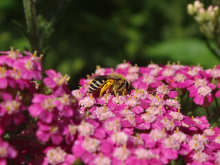 Plasterer bee (Colletes sp.), female feeding on bright pink yarrow flowers