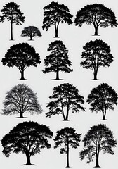 Silhouette Grove