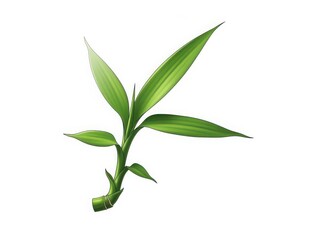 Obraz premium Bamboo shoot with green leaves on white background