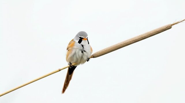 Bearded Reedling Bird Perched on a Reedy Stalk Against a White Sky.