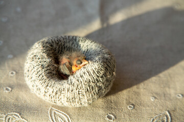 A cute little newborn wild bird sits in a nest made from a wool sock