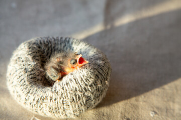 A cute little newborn wild bird sits in a nest made from a wool sock