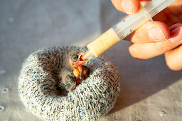 Feeding a cute wild bird formula in a nest made from a rolled-up wool sock using a medical syringe