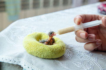 Feeding a cute wild bird formula in a nest made from a rolled-up wool sock using a medical syringe