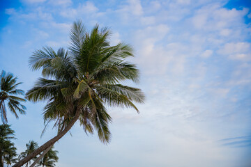 Tropical palm tree against blue sky with soft clouds
