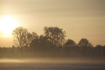 Winterb&auml;ume am Abend