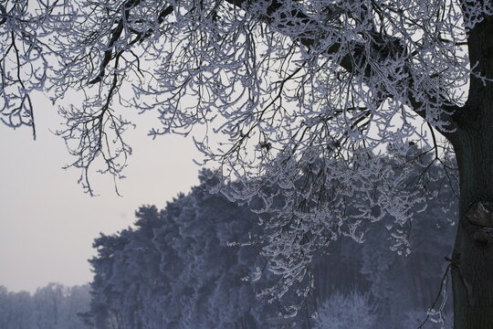 Winterwald