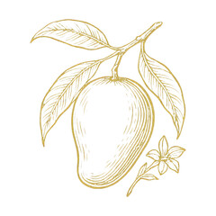 Fototapeta premium PNG Elegant mango sketch on black