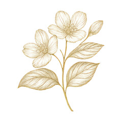 Fototapeta premium PNG Elegant floral illustration on black