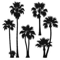 Palm Silhouette Serenade