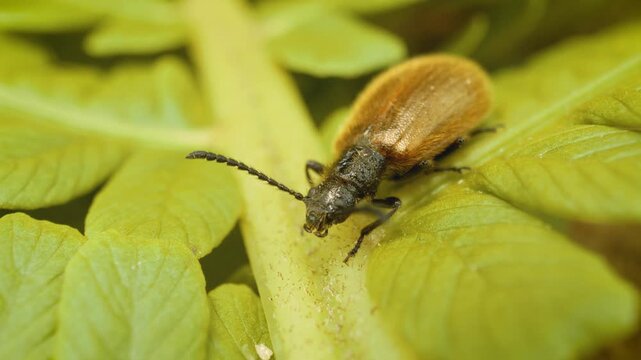 Macro close-up of a rough-haired beetle (Lagria hirta) in its natural habitat.