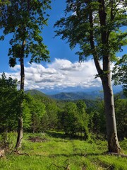 Fototapeta premium Tall green trees framing panoramic mountain valley view under partly cloudy blue sky