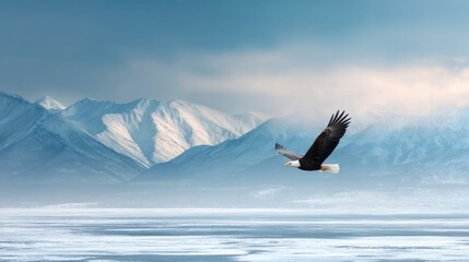 Bald eagle flying with spread wings over snowy mountains scene. Wild bird soaring during winter. Wilderness and freedom concept.