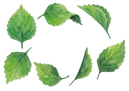 Watercolor-style Perilla/Shiso Leaf Illustration／紫蘇・大葉