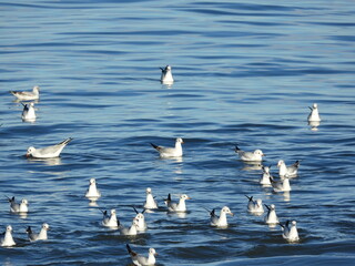 İnce gagalı martı Slender-billed gull in the sea