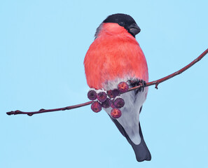 Eurasian Bullfinch (Pyrrhula pyrrhula) perches on a branch with red berries against a blue background. Wildlife