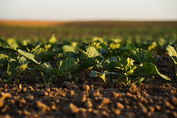 Young rapeseed seedlings growing in cultivated farmland soil under soft sunlight with blurred rural horizon