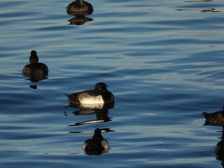Tepeli patka Tufted duck in the sea