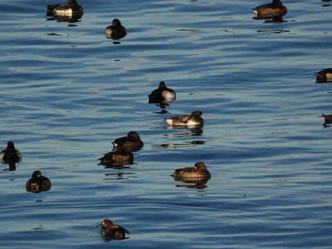 Tepeli patka Tufted duck in the sea