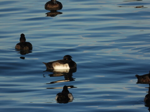 Tepeli patka Tufted duck in the sea