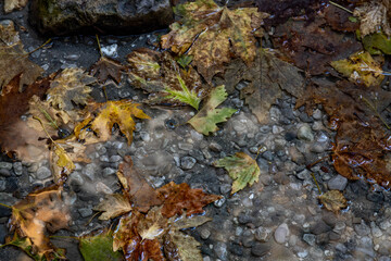 High angle view of fallen autumn plane tree leaves floating in a shallow puddle with pebbles. Natural background of brown and yellow dry foliage in water. September, Mediterranean Turkey.
