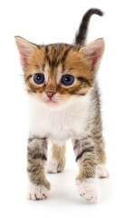 Fototapeta premium Cute tabby kitten walking isolated on white background