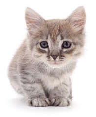 Obraz premium Grey fluffy kitten sitting isolated on white background