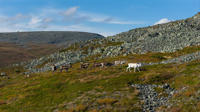 Aerial view of a herd of reindeer grazing on the rugged, rocky slopes under a vast sky, their coats contrasting against the terrain, Enontekio, Lapland, Finland.