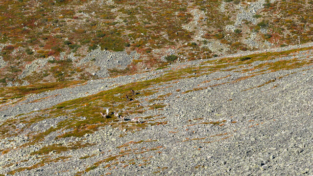 Aerial view of sunlight kissing the rocky inclines where reindeer roam amidst the sparse vegetation, painting a rugged landscape with autumn's blush, Enontekio, Lapland, Finland.