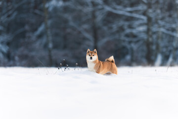 A female Shiba-Inu frolicking in the snow