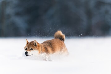 A female Shiba-Inu frolicking in the snow