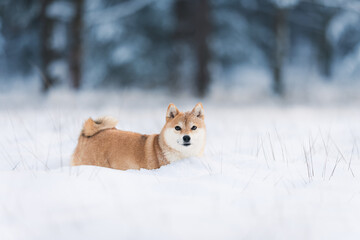 A female Shiba-Inu frolicking in the snow