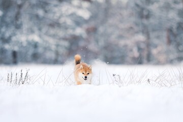 A female Shiba-Inu frolicking in the snow