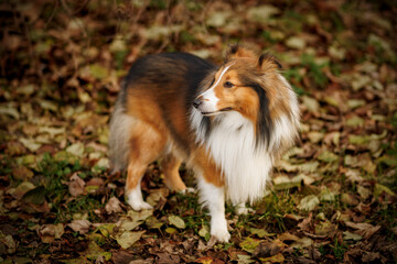 Shetland sheepdog standing on fallen autumn leaves