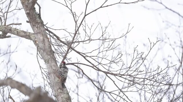 木の上でドラミングするアカゲラ